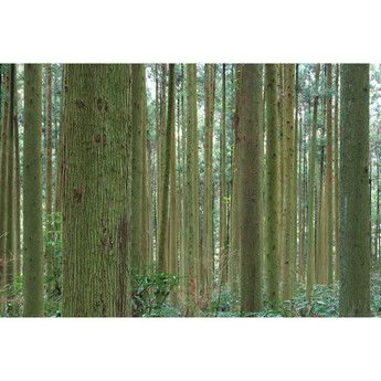 Canon RF-S 18-45mm f/4.5-6.3 IS STM Lens — thumbnail 19