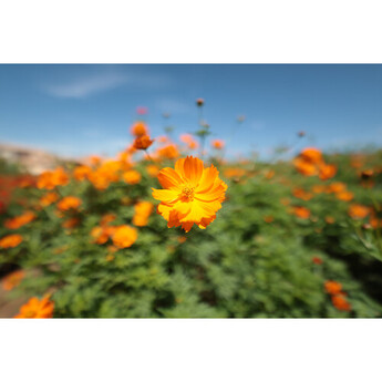 Canon RF 14mm f/1.4 L VCM Lens (Canon RF) — thumbnail 13