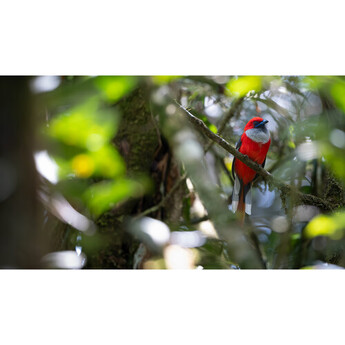 Fujifilm XF 400mm f/4.5 R LM OIS WR Lens — thumbnail 33