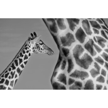 Fujifilm XF 400mm f/4.5 R LM OIS WR Lens — thumbnail 35