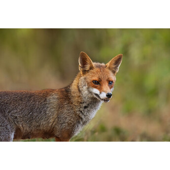 Fujifilm XF 400mm f/4.5 R LM OIS WR Lens — thumbnail 36
