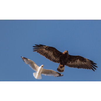 Fujifilm XF 400mm f/4.5 R LM OIS WR Lens — thumbnail 38