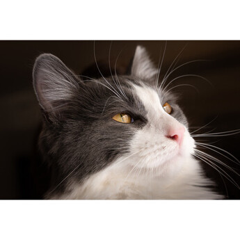 Leica Vario-Elmarit-SL 28-70mm f/2.8 ASPH. Lens (L-Mount) — thumbnail 15
