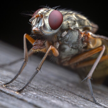 Mitakon zhongyi 55mm f/2.8 1-5x Macro Lens (L-mount) — thumbnail 23