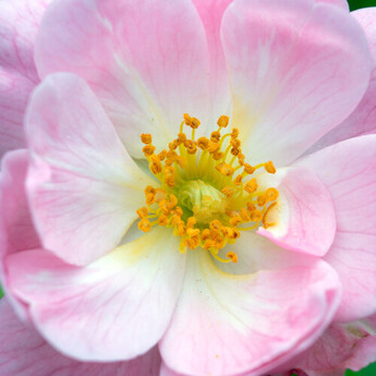 Mitakon zhongyi 55mm f/2.8 1-5x Macro Lens (L-mount) — thumbnail 24
