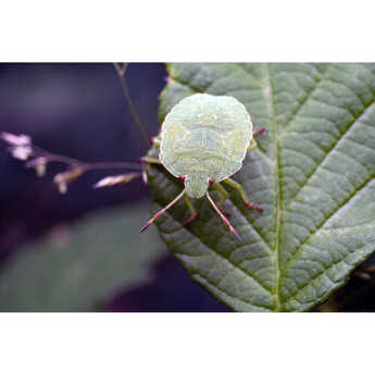 Mitakon zhongyi 55mm f/2.8 1-5x Macro Lens (L-mount) — thumbnail 25