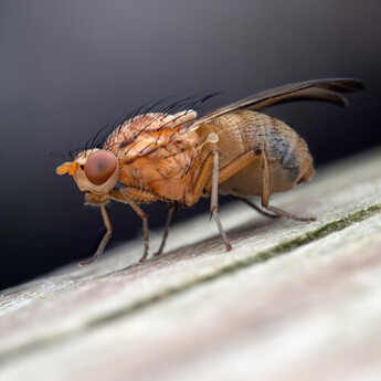Mitakon zhongyi 55mm f/2.8 1-5x Macro Lens (L-mount) — thumbnail 26