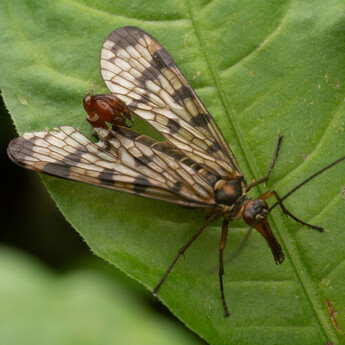 Mitakon zhongyi 55mm f/2.8 1-5x Macro Lens (L-mount) — thumbnail 27