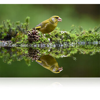 Nikon AF-S NIKKOR 200-500mm f/5.6E ED VR Lens — thumbnail 18