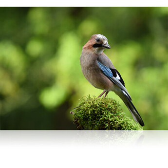Nikon AF-S NIKKOR 200-500mm f/5.6E ED VR Lens — thumbnail 20