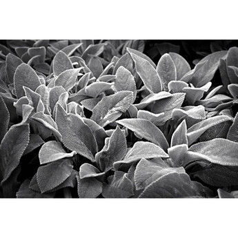 Nikon 28mm f/2.8 NIKKOR Z Lens (SE) — thumbnail 21