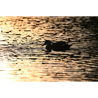 Nikon NIKKOR Z 600mm f/4 TC VR S Lens — thumbnail 23