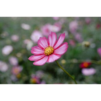 Nikon NIKKOR Z 24-105mm f/4-7.1 Lens (Nikon Z) — thumbnail 17