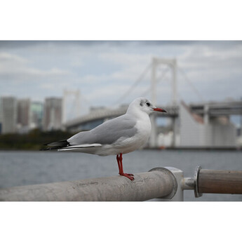 Nikon NIKKOR Z 24-105mm f/4-7.1 Lens (Nikon Z) — thumbnail 30