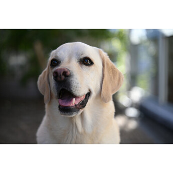Nikon NIKKOR Z 28-75mm f/2.8 Lens — thumbnail 21