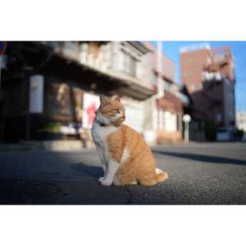 Sigma 35mm f/1.4 DG II Art Lens (Sony E) — thumbnail 17