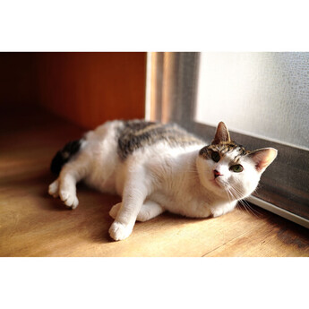 Sigma 35mm f/1.4 DG II Art Lens (L-Mount) — thumbnail 19