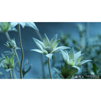 Sony FE 100-400mm f/5.6-8 OSS Lens (Sony E) — thumbnail 29