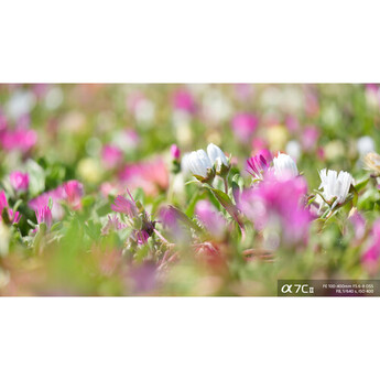Sony FE 100-400mm f/5.6-8 OSS Lens (Sony E) — thumbnail 30