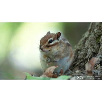 Sony FE 100-400mm f/5.6-8 OSS Lens (Sony E) — thumbnail 31