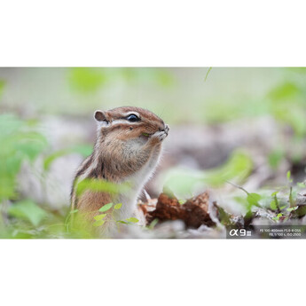 Sony FE 100-400mm f/5.6-8 OSS Lens (Sony E) — thumbnail 36
