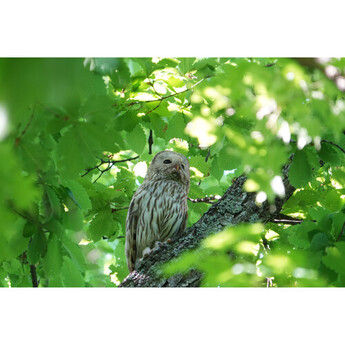 Sony FE 100-400mm f/5.6-8 OSS Lens (Sony E) — thumbnail 37