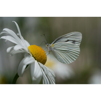 Sony FE 100-400mm f/5.6-8 OSS Lens (Sony E) — thumbnail 38