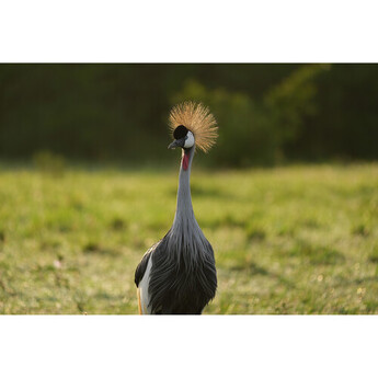 Sony FE 100-400mm f/4.5 GM OSS Lens (Sony E) — thumbnail 20