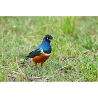 Sony FE 100-400mm f/4.5 GM OSS Lens (Sony E) — thumbnail 21
