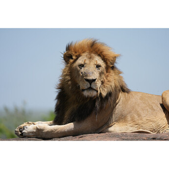 Sony FE 100-400mm f/4.5 GM OSS Lens (Sony E) — thumbnail 25