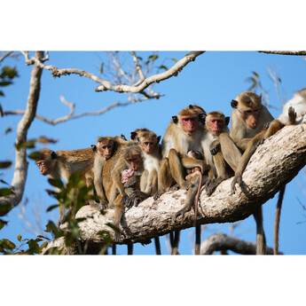 Sony FE 100-400mm f/4.5 GM OSS Lens (Sony E) — thumbnail 26