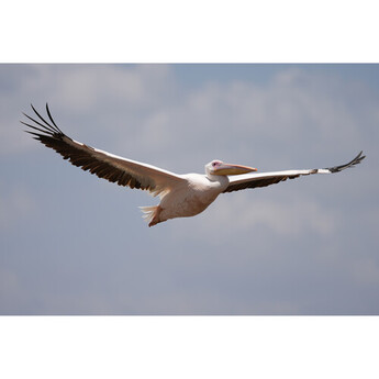 Sony FE 100-400mm f/4.5 GM OSS Lens (Sony E) — thumbnail 27