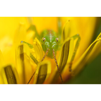Sony FE 100mm f/2.8 Macro GM Lens (Sony E) — thumbnail 23