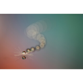 Sony FE 100mm f/2.8 Macro GM Lens (Sony E) — thumbnail 25