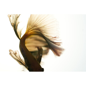 Sony FE 100mm f/2.8 Macro GM Lens (Sony E) — thumbnail 27
