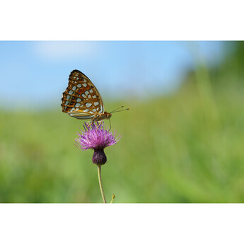 Sony FE 100mm f/2.8 Macro GM Lens (Sony E) — thumbnail 28