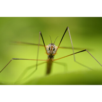 Sony FE 100mm f/2.8 Macro GM Lens (Sony E) — thumbnail 29