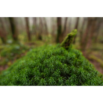 Sony sel16f18g 30