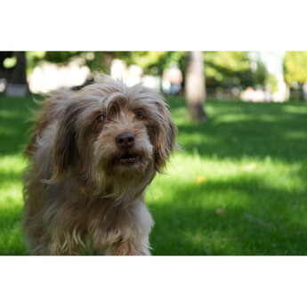 Sony FE 28-70mm f/3.5-5.6 OSS II Lens (Sony E) — thumbnail 12
