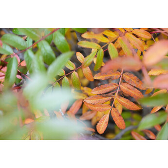 Sony FE 28-70mm f/3.5-5.6 OSS II Lens (Sony E) — thumbnail 13