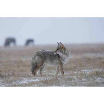 Sony sel400800g 39