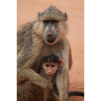 Sony FE 400mm f/4.5 GM OSS Lens (Sony E) — thumbnail 27