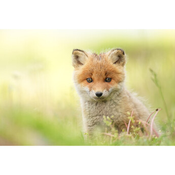 Sony FE 400mm f/4.5 GM OSS Lens (Sony E) — thumbnail 30