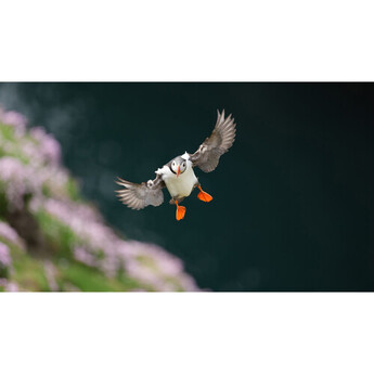 Sony FE 400mm f/4.5 GM OSS Lens (Sony E) — thumbnail 34