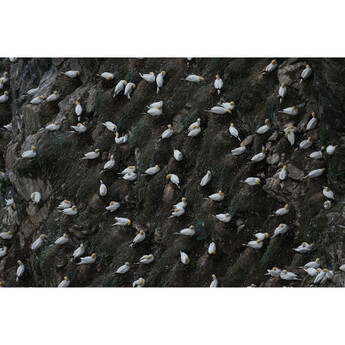Sony FE 600mm f/6.3 GM OSS Lens (Sony E) — thumbnail 33