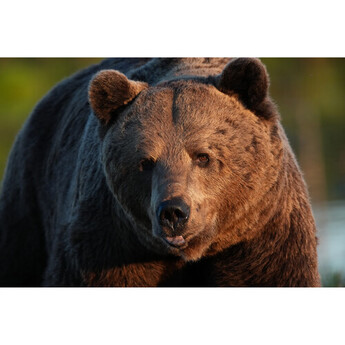 Sony FE 600mm f/6.3 GM OSS Lens (Sony E) — thumbnail 34