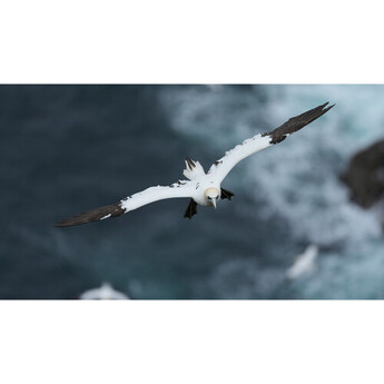 Sony FE 600mm f/6.3 GM OSS Lens (Sony E) — thumbnail 35