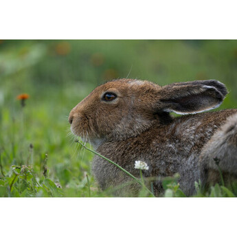Tamron afa067z700 21