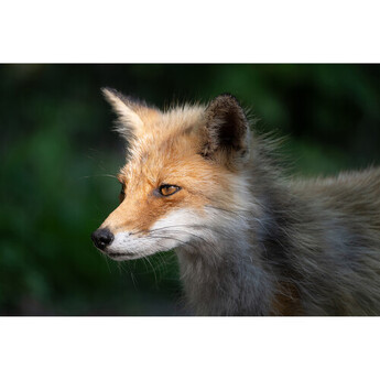 Tamron afa067z700 23