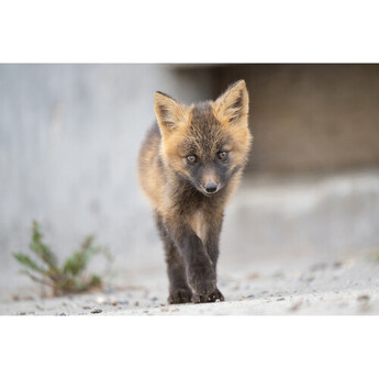 Tamron afa067z700 27